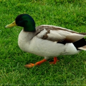 Photo de Canard colvert