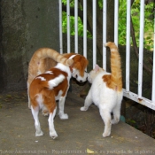 Photo de Cavalier king charles spaniel