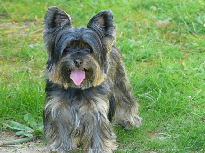 Photo de Yorkshire terrier