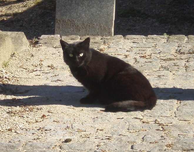 Photo de Chat domestique