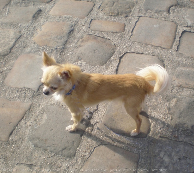 Photo de Chihuahua  poil long