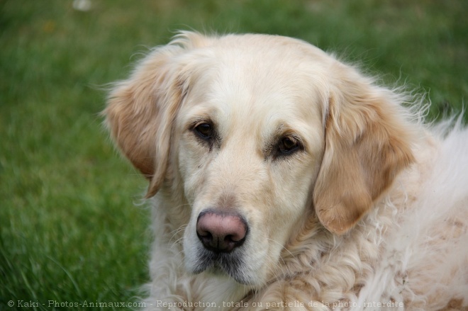 Photo de Golden retriever