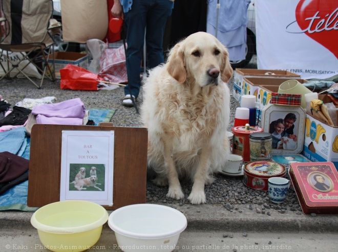 Photo de Golden retriever