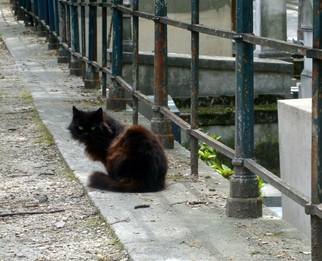 Photo de Chat domestique