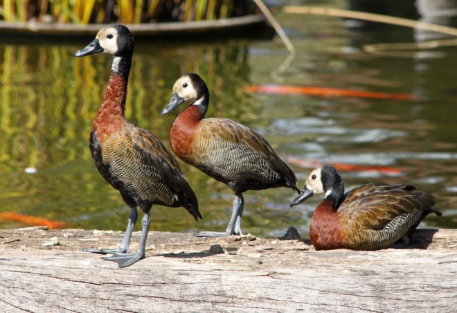 Photo de Canard dendrocygne