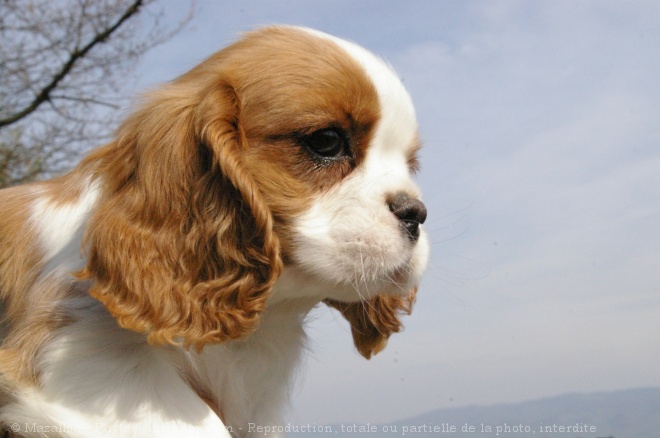 Photo de Cavalier king charles spaniel