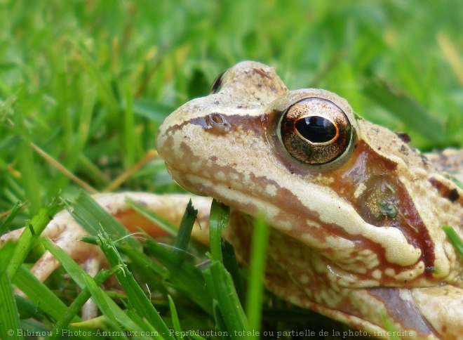 Photo de Grenouille - rainette