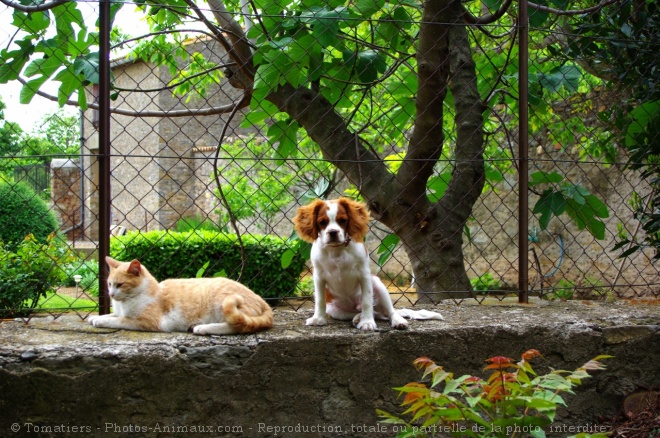 Photo de Cavalier king charles spaniel