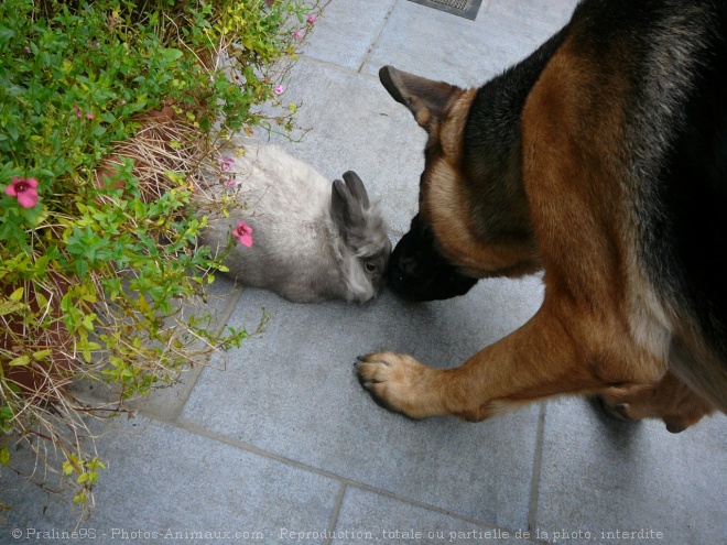 Photo de Berger allemand  poil court