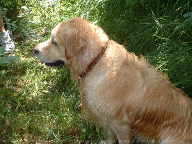 Photo de Golden retriever