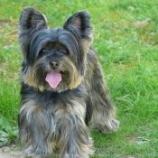 Photo de Yorkshire terrier