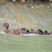 Photo de Canard colvert