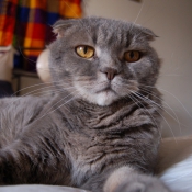 Photo de Scottish fold