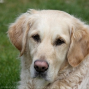 Photo de Golden retriever