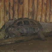 Photo de Tortue