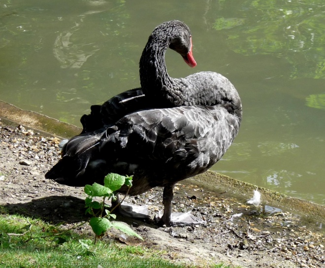 Photo de Cygne