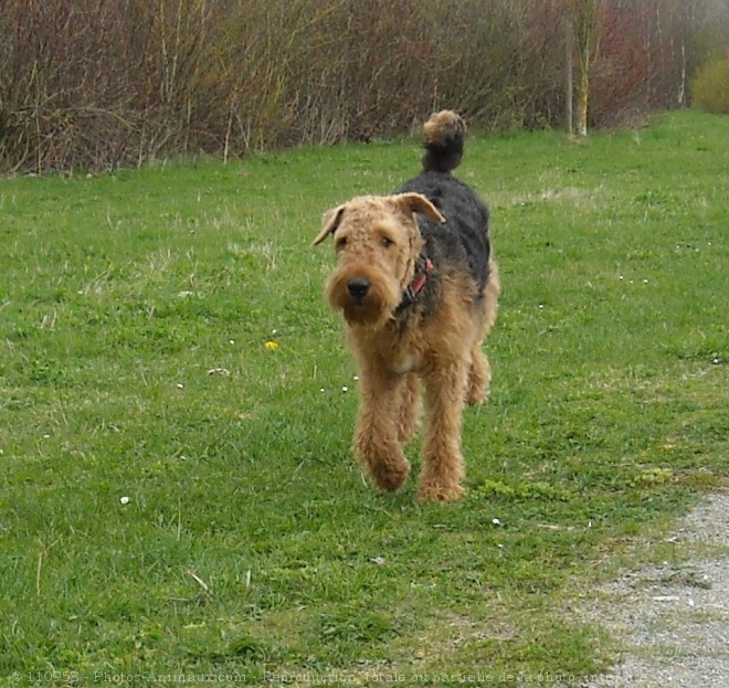 Photo d'Airedale terrier