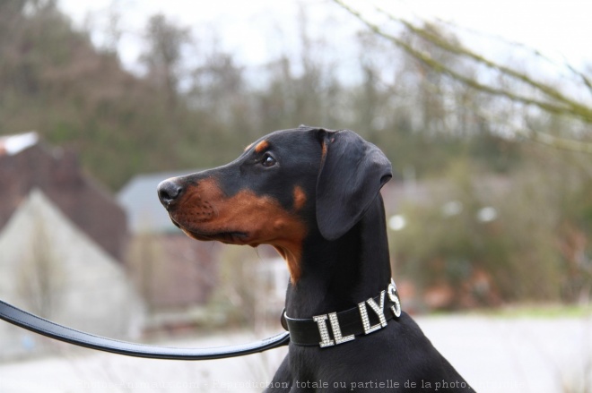 Photo de Dobermann