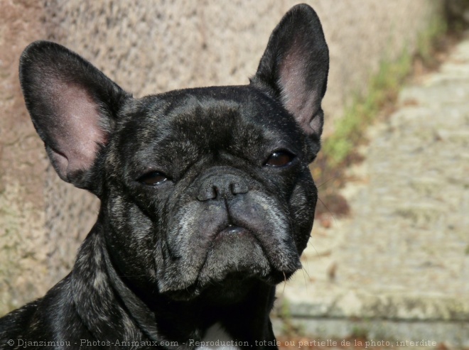 Photo de Bouledogue franais