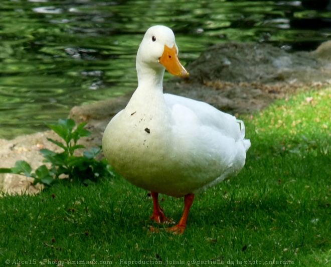 Photo de Canard