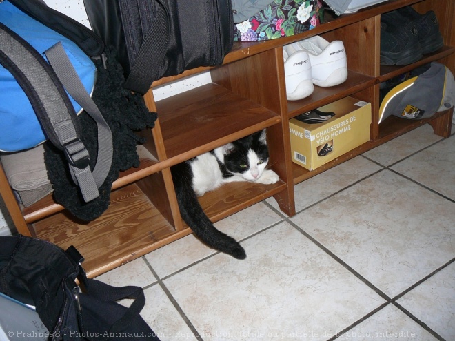 Photo de Chat domestique