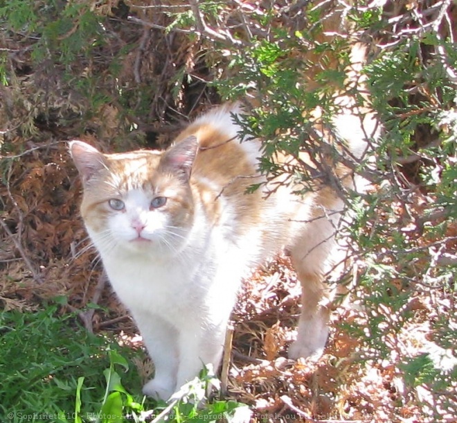 Photo de Chat domestique