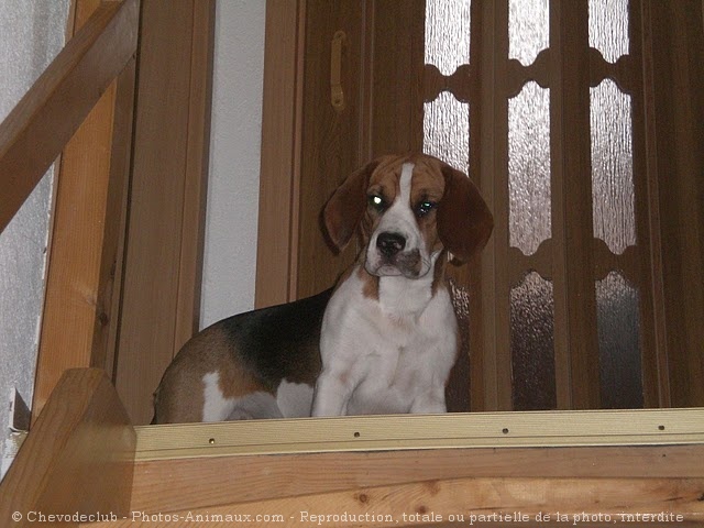 Photo de Beagle