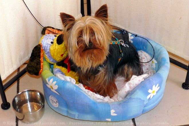 Photo de Yorkshire terrier