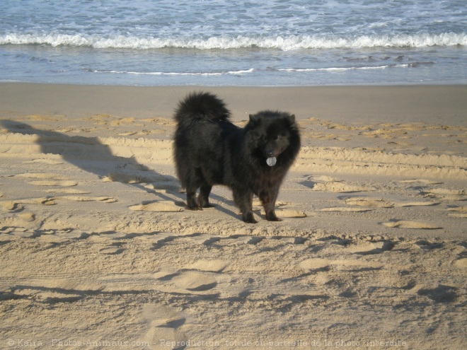 Photo d'Eurasier