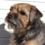 Photo de Border terrier