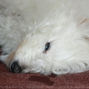 Photo de Coton de tulear