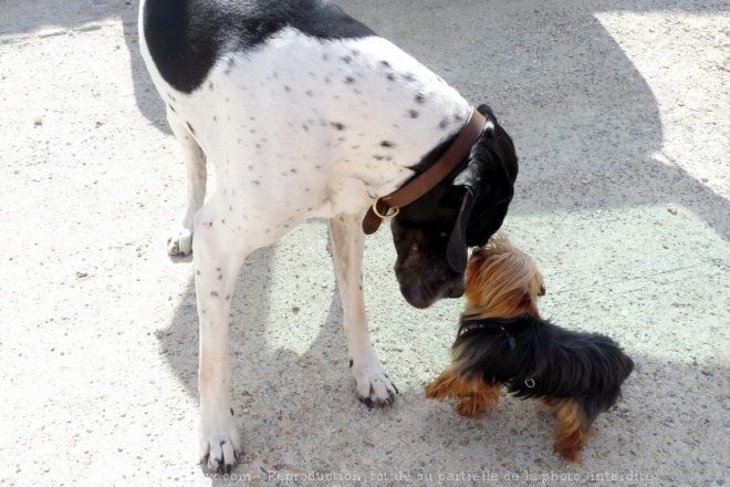 Photo de Yorkshire terrier