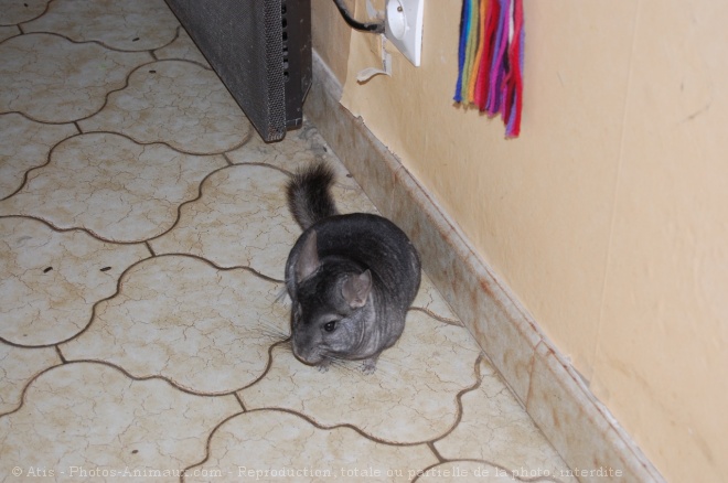 Photo de Chinchilla