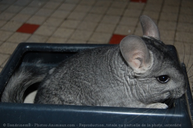 Photo de Chinchilla