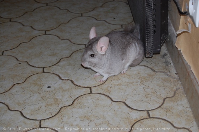 Photo de Chinchilla