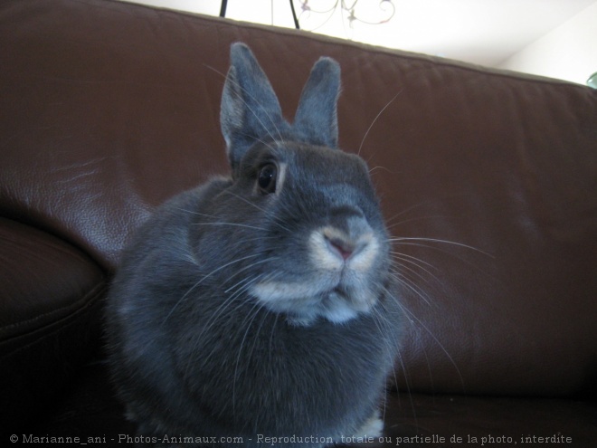 Photo de Lapin