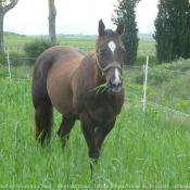 Photo de Quarter horse