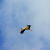 Photo de Cigogne