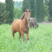 Photo de Quarter horse