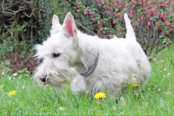 Photo de Scottish terrier