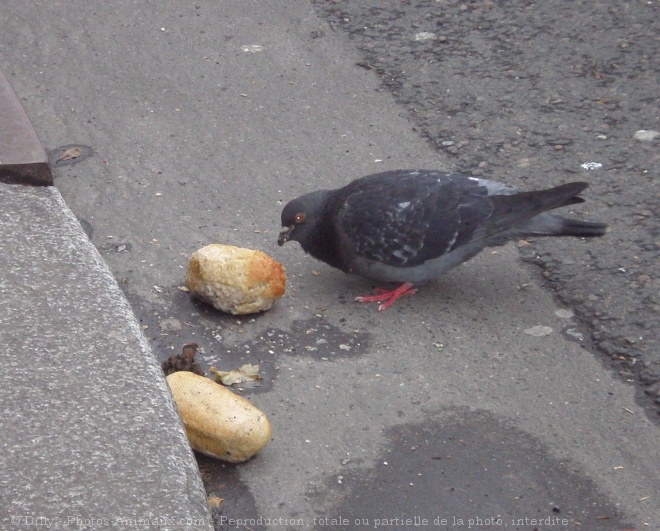 Photo de Pigeon