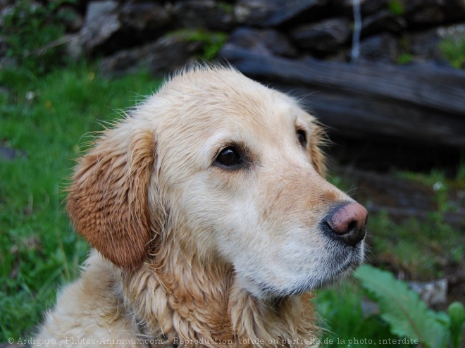 Photo de Golden retriever