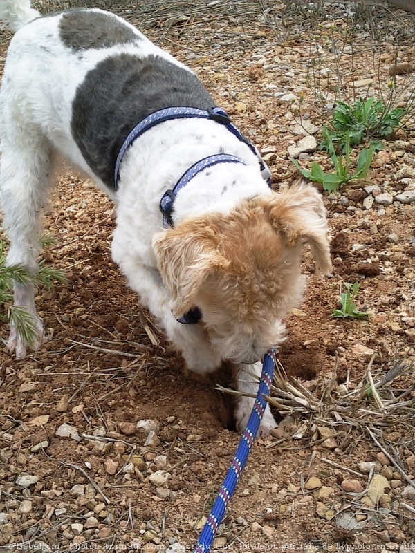 Photo de Fox terrier  poil dur