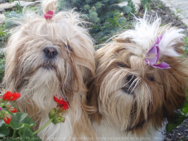 Photo de Shih tzu