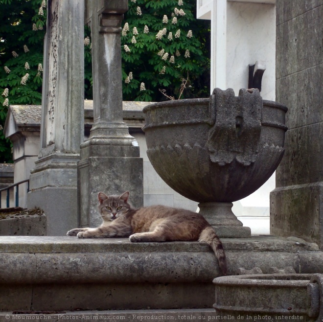 Photo de Chat domestique