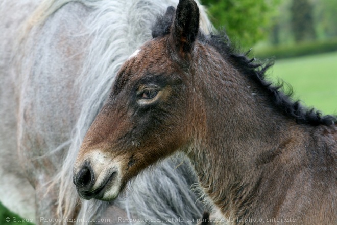 Photo de Trait belge