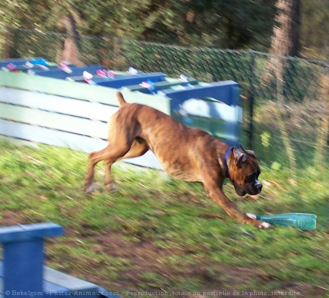 Photo de Boxer