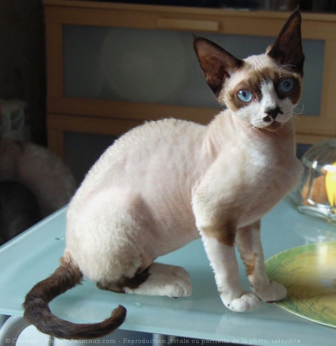 Photo de Devon rex