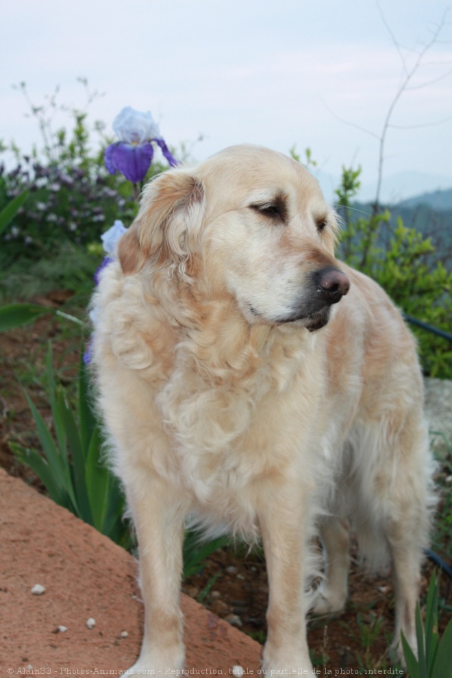 Photo de Golden retriever