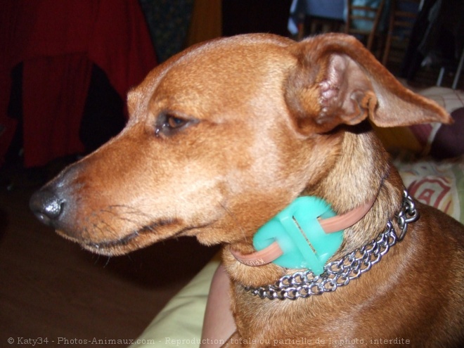 Photo de Pinscher nain